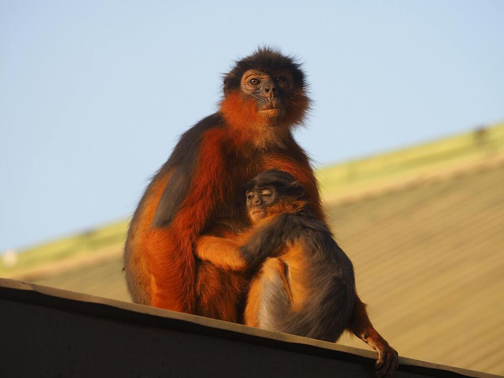 Discover the beautifull wildlife of The Gambia