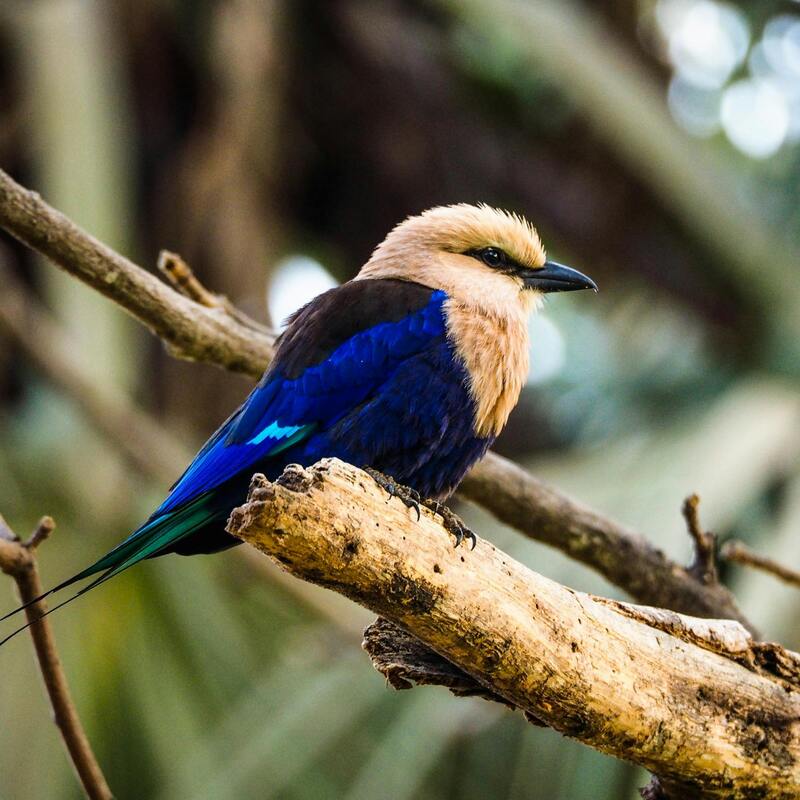 Birds! Wildlife of Gambia